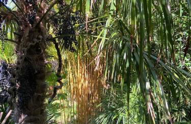 Jungle Cabin - Foto 46