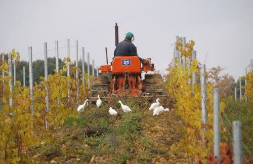 Agriturismo La Roverella - Foto 20