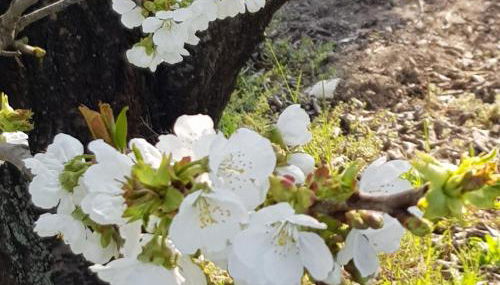 B & B Cedro Argentato - Foto 2