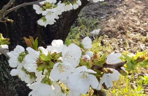 B & B Cedro Argentato - Foto 2