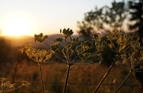 Ferienhof Spiegel - Foto 10