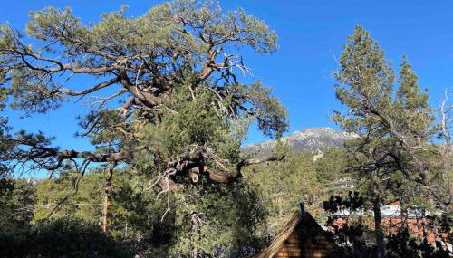 Blissfully Wild -with Hot Tub and pets are welcome - Foto 5