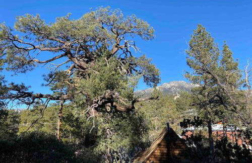 Blissfully Wild -with Hot Tub and pets are welcome - Foto 5