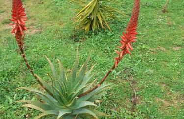 agriturismo gli olivastri -appartamento bel vedere con piscina ,solarium e vista mare,climatizzatore ,wifi - Photo 25