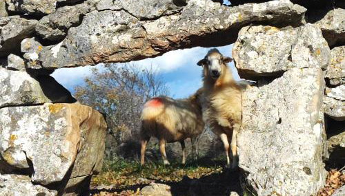 Acacia House - Cres Island - Foto 5