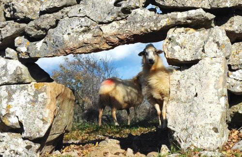 Acacia House - Cres Island - Foto 5