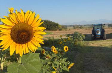 Agri Charme Tenuta Picilli - Foto 2