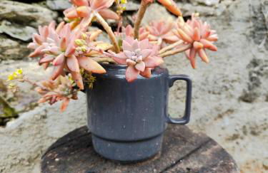 Casa dos Caseiros N2 - Foto 19