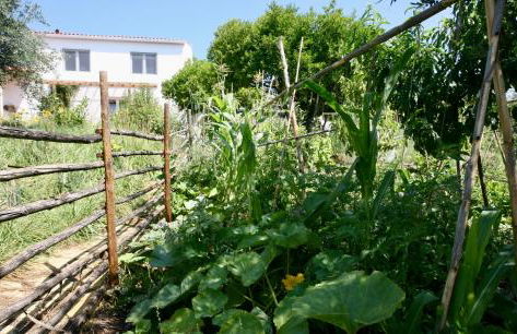 Horto do Amor - Foto 16