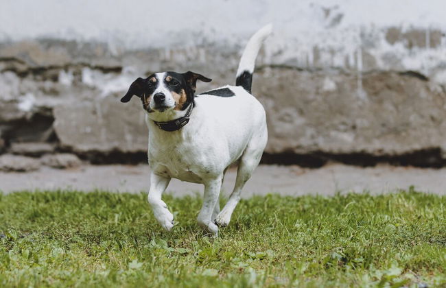 Holiday Home, Fusch an der Glocknerstrasse - Foto 62