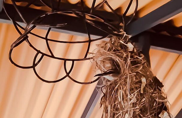 The Mugatiya - Foto 27