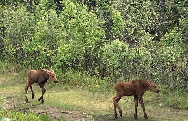 Arctic Dragonfly Inn - Foto 15