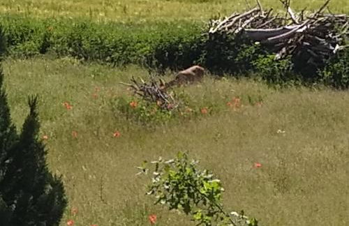 Haus Rosengarten- Ruhige Ferienwohnungen im Grünen - Foto 32