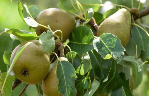 Holiday Home in Forest with Terrace & BBQ - Foto 52