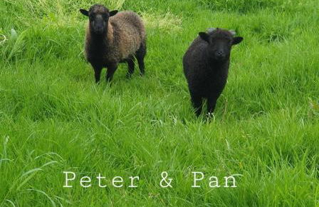 La quinta olac acogedor bungalow independiente - Foto 17