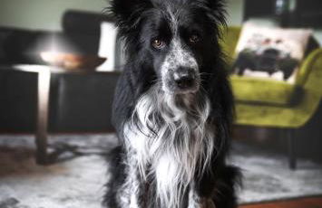 Haus Grün - Foto 18