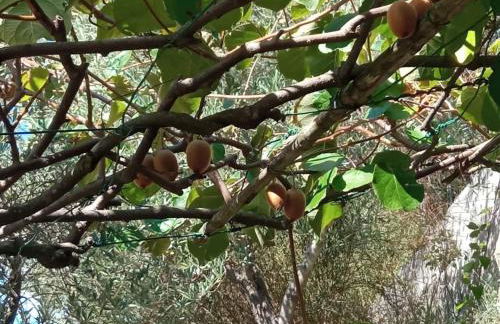 Domus Milli - Foto 14