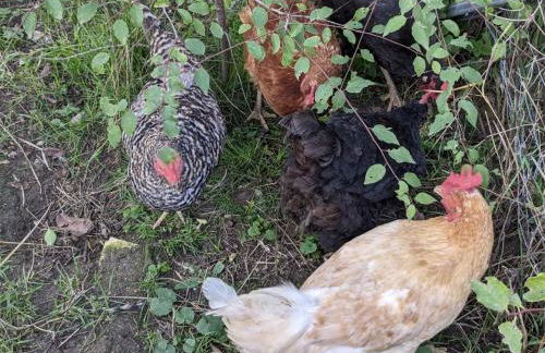 Ferienwohnung Kaffestübchen - Foto 11