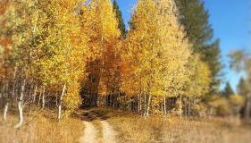 Blue Buffalo Resort - Foto 3