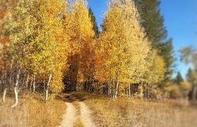 Blue Buffalo Resort - Foto 3