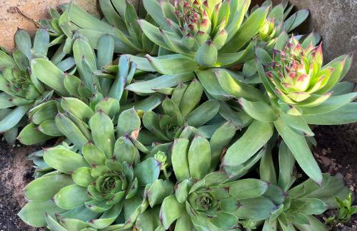 Holiday Home Božica - Photo 62