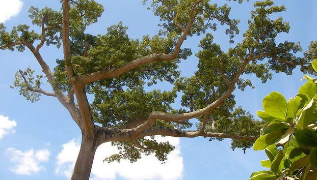 Árbol en Puerto Callao