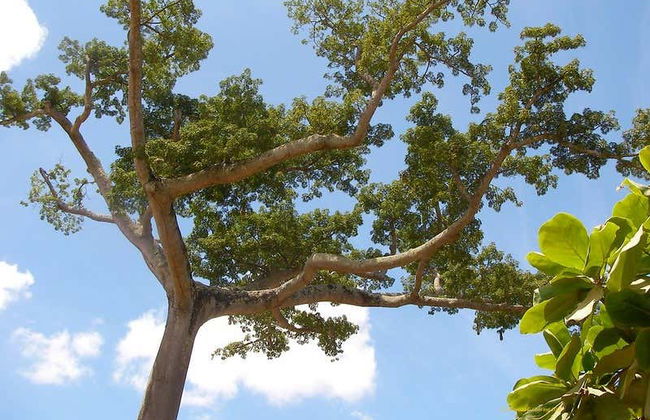 Excursion au lagon de Yarinacocha - Photo 1