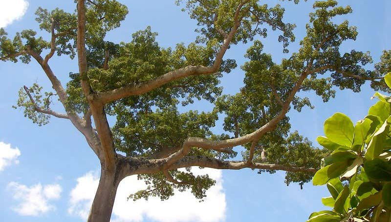 Tree in Puerto Callao
