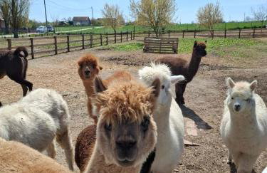 Family friendly house with a parking space Andrijasevci, Slavonija - 24939 - Foto 10