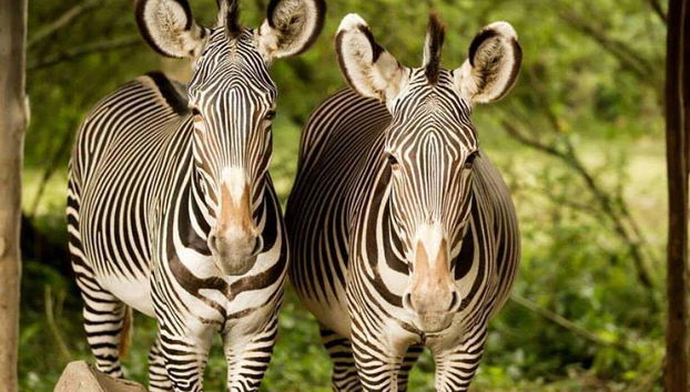 Observe the gentle zebra