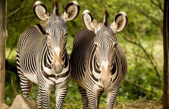 Billet pour le Safari and Marine Park - Photo 3