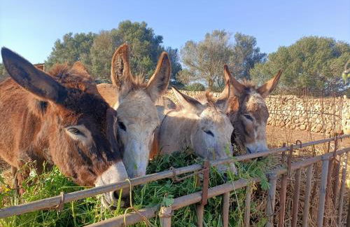 Agroturisme Son Llado - Photo 50