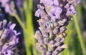 La Provence vous Attend - 2ème étage - Foto 32