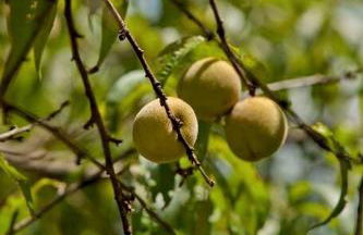 Peaceful Historic Villa with Hot Tub & Pool near Downtown Nashville, Tennessee - Photo 64