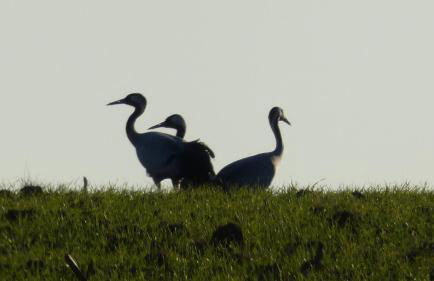 Les Jardins de la quiétude - Foto 21