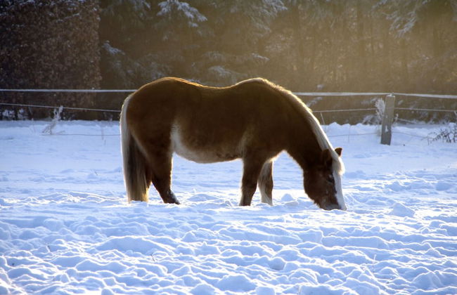 Vintage Bungalow in Neubukow in Meeresnaehe - Photo 27