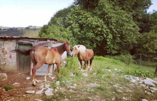 Agroturismo Pagoederraga - Foto 63