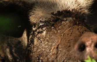 Agriturismo Le Forre del Treja (La Villa) - Foto 44