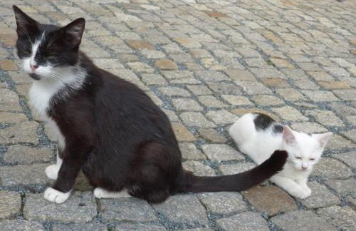 Ferienwohnung Aus-Zeit auf dem Lande - Foto 9