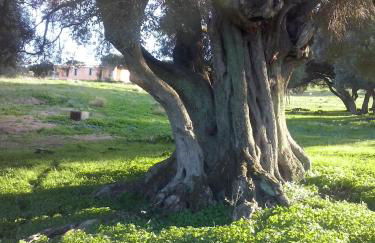 agriturismo gli olivastri -appartamento bel vedere con piscina ,solarium e vista mare,climatizzatore ,wifi - Photo 21