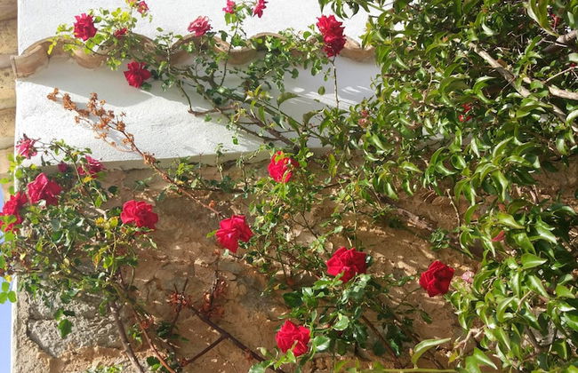 Agroturismo Sa Vinya d'en Palerm - Foto 35