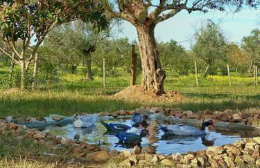 Quinta da Tapada de São Pedro - Foto 30