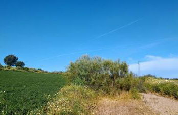 El laurel y el limonero. - Foto 37