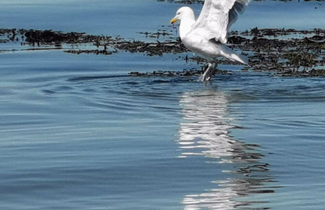 Snowdonia Holiday Sea Beach and Mountains View - Photo 23
