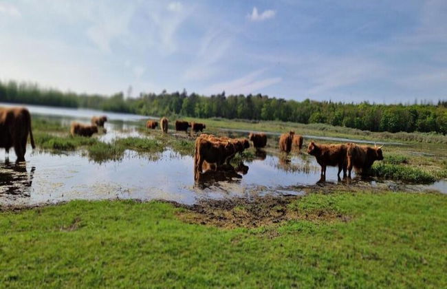 Bungalow in North Holland Near North Sea Coast - Foto 40
