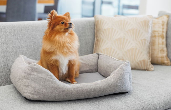 Jumeirah Living - World Trade Centre - Photo 41