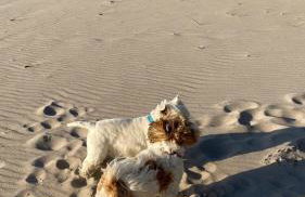 Apartament 11B Niebieskie Apartamenty z basenem krytym, odkrytym, salą zabaw, animacjami - Foto 37