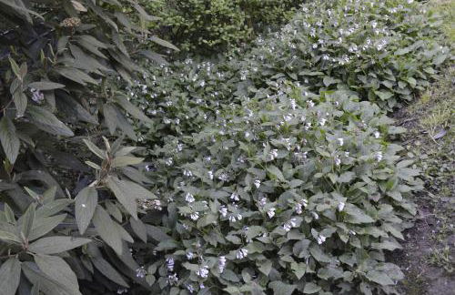 Ferienhaus Ahler Kopf - Foto 38