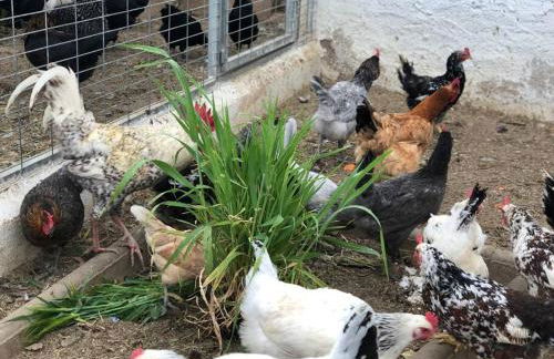 El Majuelo 2 - Foto 42