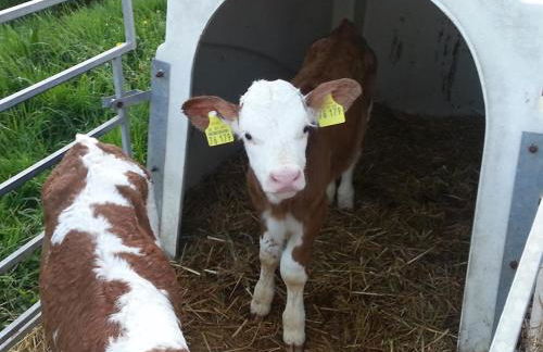 Ferienhof Altmann - Foto 33